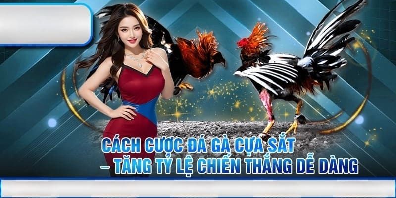 Tận dụng kết quả cược đá gà cựa sắt để tăng xác suất chiến thắng