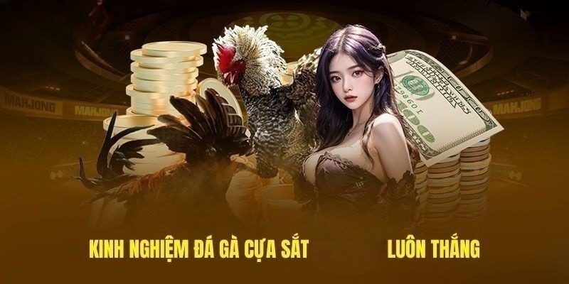 Trước khi chơi đá gà cựa sắt, bet thủ hãy phân tích thật kỹ