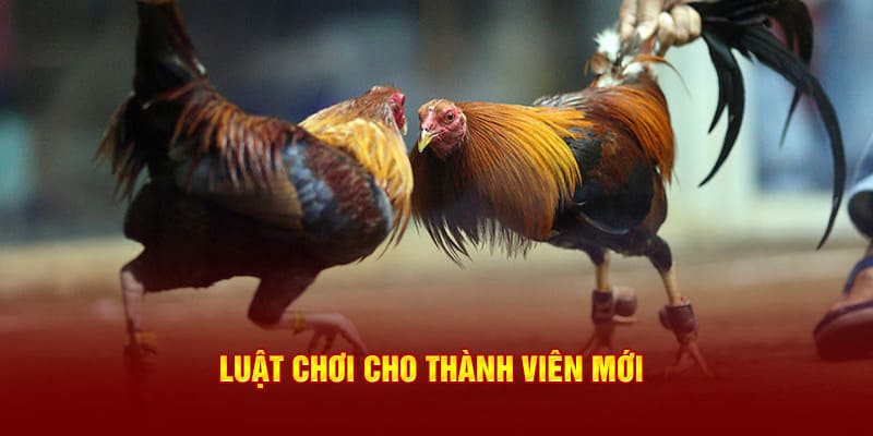 Chiến kê sẽ bị xử thua khi vi phạm quy tắc của BJ88